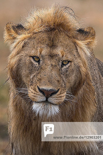 Männliches Löwenporträt (Panthera leo)  Ndutu  Ngorongoro-Schutzgebiet  Serengeti  Tansania