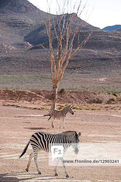 Zebrapaar (Equus quagga)  Fluss Touws  Westkap  Südafrika