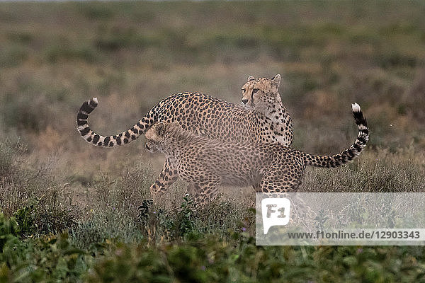Ein weiblicher Gepard (Acinonyx jubatus) und sein Jungtier im Sparring  Ndutu  Ngorongoro-Schutzgebiet  Serengeti  Tansania
