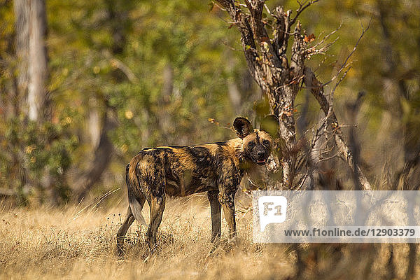 Afrikanischer Wildhund (Lycaon pictus) Mana-Pools Simbabwe