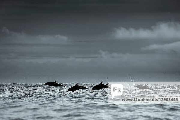 Silhouette eines Gewöhnlichen Delfins  Skellig Inseln  Dingle  Kerry  Irland