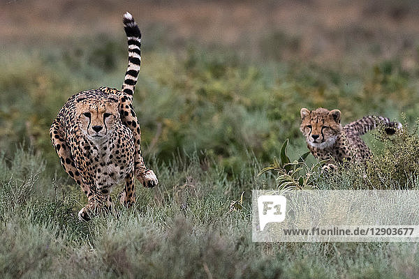 Ein weiblicher Gepard (Acinonyx jubatus) und sein Jungtier beim Laufen  Ndutu  Ngorongoro-Schutzgebiet  Serengeti  Tansania