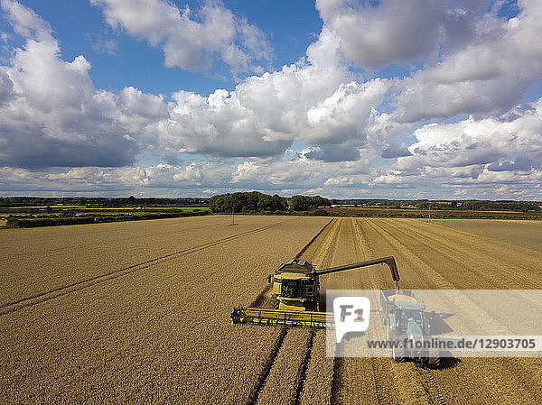 Tractor and combine harvester harvesting wheat field  elevated view