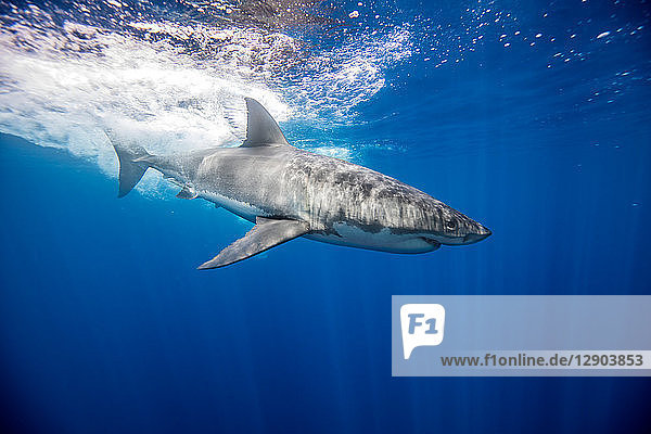 Great white shark  Guadalupe  Mexico