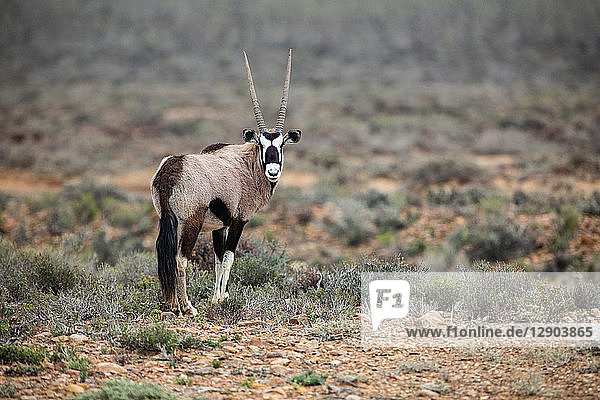 Gemsbok (Oryx gazella) Sutherland Northern Cape South Africa