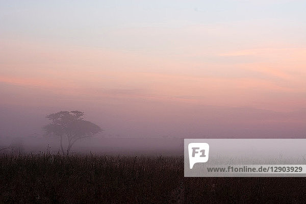 Sonnenaufgang über Akazienbäumen  Seronera  Serengeti-Nationalpark  Tansania
