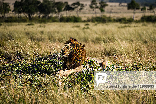 Male lion on plains of Masai Mara  Kenya