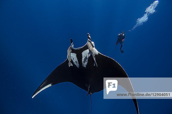 Riesiger ozeanischer Mantarochen Taucher im Hintergrund Socorro Baja California Mexiko