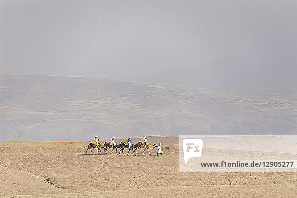 Morocco  caravan  tourists on camels