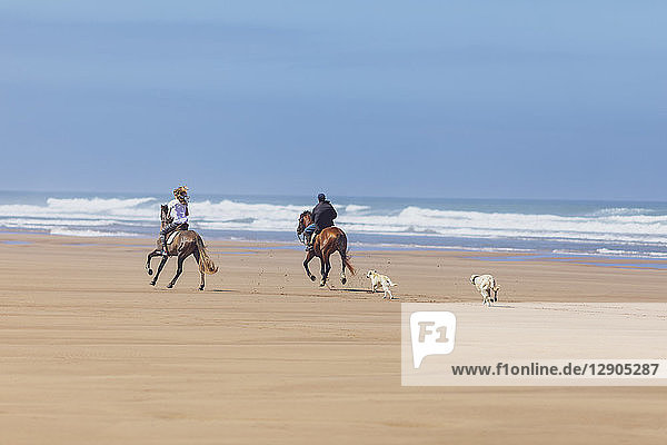 Morocco  riders on horses and dogs at the beach