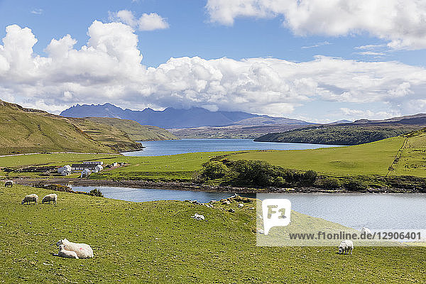 UK  Scotland  Inner Hebrides  Isle of Skye  Loch Harport  Gesto Bay  sheep on pasture