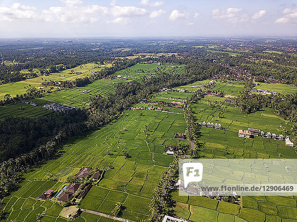 Indonesia Bali Ubud Aerial view of rice fields