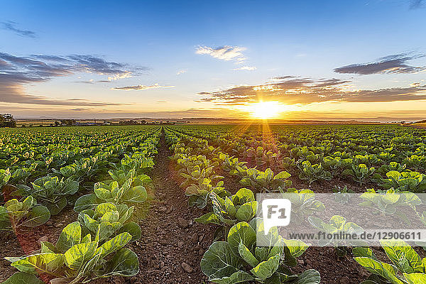 United KIngdom  East Lothian  field of brussels sprouts  Brassica oleracea  against the evening sun