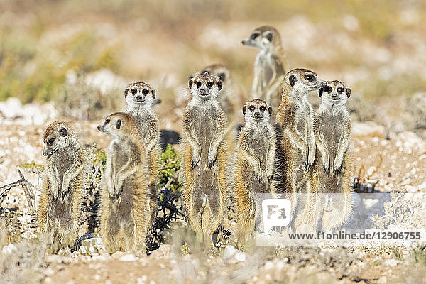 Botswana  Kgalagadi Transfrontier National Park  Mabuasehube Game Reserve  Meerkats  Suricata suricatta
