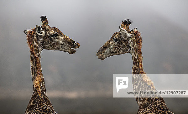 South Africa  Aquila Private Game Reserve  Giraffes  Giraffa camelopardalis  face to face