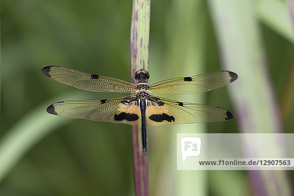 Rhyothemis phyllis  yellow-striped flutterer  dragonfly  close-up