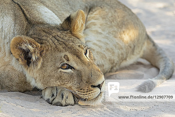 Botswana  Kgalagadi Transfrontier Park  lion  Panthera leo  young animal lying