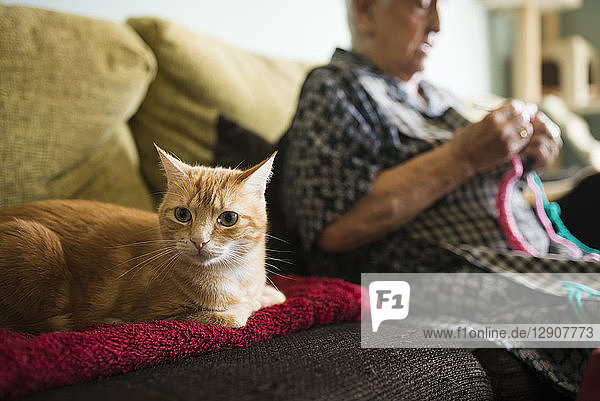 Portrait of cat on the couch with senior woman crocheting in the background