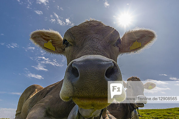 Germany Allgaeu potrait of dehorned brown cattle on an Alpine meadow at backlight