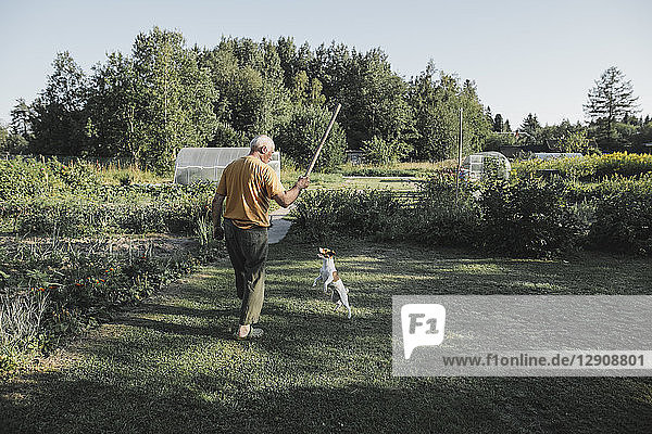 Senior man playing with dog in garden
