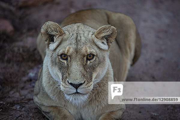 South Africa,  Aquila Private Game Reserve,  Lioness,  Panthera leo