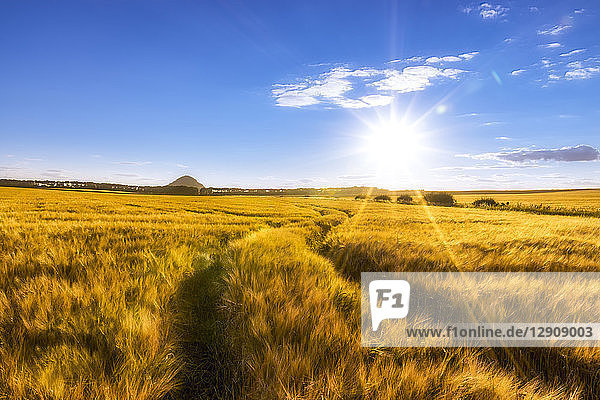 UK,  Scotland,  East Lothian,  field of barley with tracks at sunset