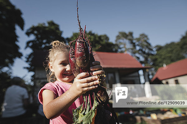 Happy little girl holding beetroot in garden