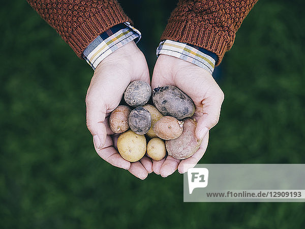 Woman's hands holding various sorts of small potatoes
