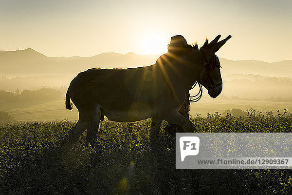 Italy  Tuscany  Borgo San Lorenzo  man walking with donkey in field at sunrise above rural landscape