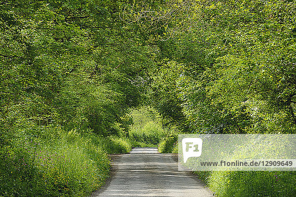 United Kingdom  England  Cornwall  Rural road through green tunnel in forest