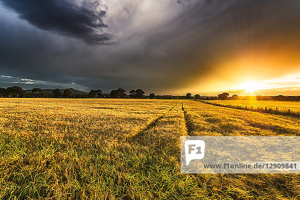 UK  Scotland  Fife  field of barley at sunset