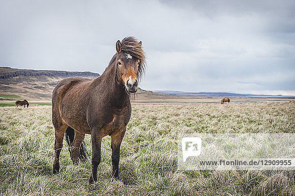 Iceland  Hvalfjoerdur  Icelandic horses