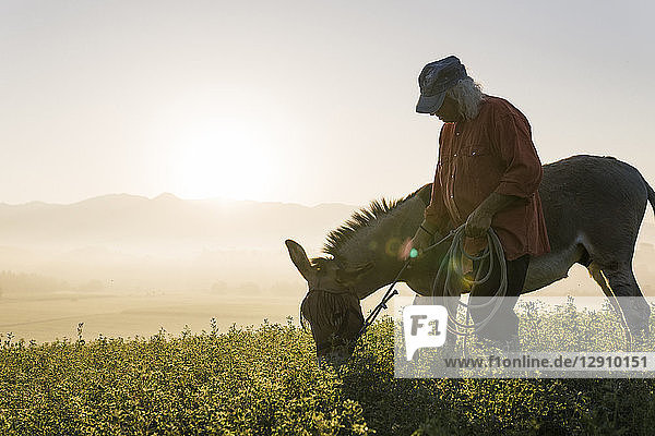 Italy  Tuscany  Borgo San Lorenzo  senior man standing with eating donkey in field at sunrise