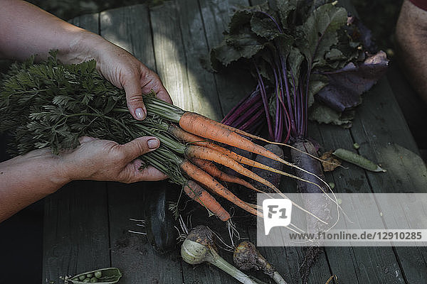 Senior woman's hands holding harvested carrots