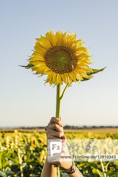Hands of a woman in a field lifting a sunflower