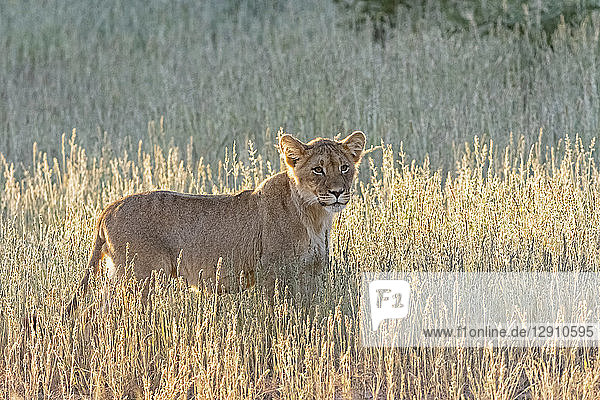 Botswana  Kgalagadi Transfrontier Park  lion  Panthera leo