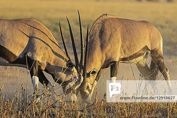 Botswana  Kalahari  Central Kalahari Game Reserve  Greater Kudus fighting  Tragelaphus strepsiceros