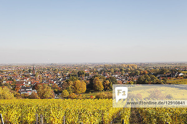 Germany Rhineland-Palatinate  Pfalz  Deidesheim  German Wine Route  vineyards in autumn colours  Ludwigshafen in distance