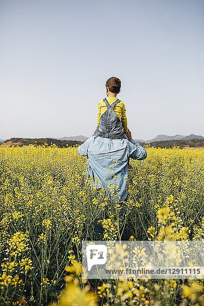 Spain  back view of man with his son on his shoulders walking through a field of yellow flowers