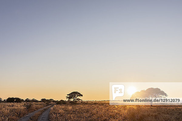 Africa  Botswana  Central Kalahari Game Reserve  sand track at sunrise