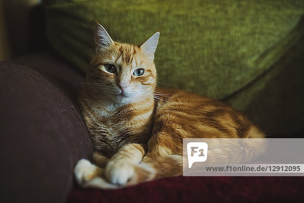 Ginger cat lying on couch