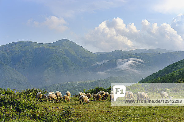 Albania  Shkoder  flock of sheep