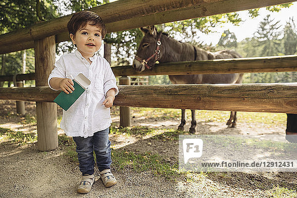 Smiling toddler holding up animal food for donkey in wild park