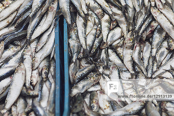 Morocco  Marrakesh  fish for sale at Djemaa el Fna