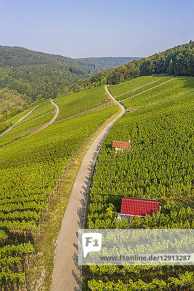 Germany Baden-Wurttemberg Aerial view of vineyards At Gundelsbach Valley