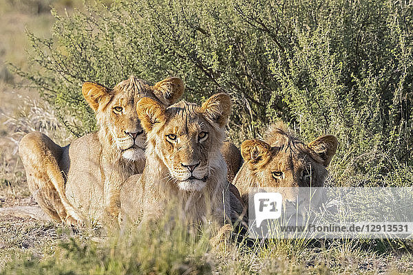 Botswana  Kgalagadi Transfrontier Park  pride of lions