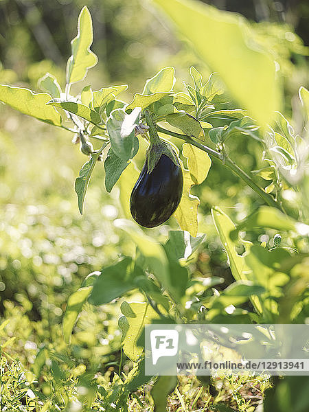 Eggplant on a field