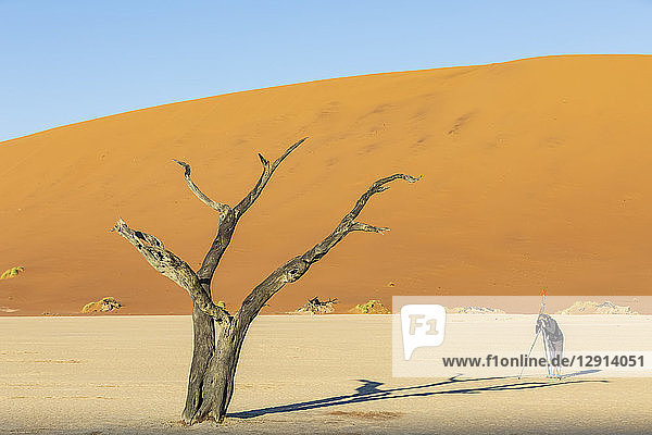 Namibia,  Namib Naukluft,  Namib Desert,  Dead Vlei,  tourist photographing dead acacia on clay pan