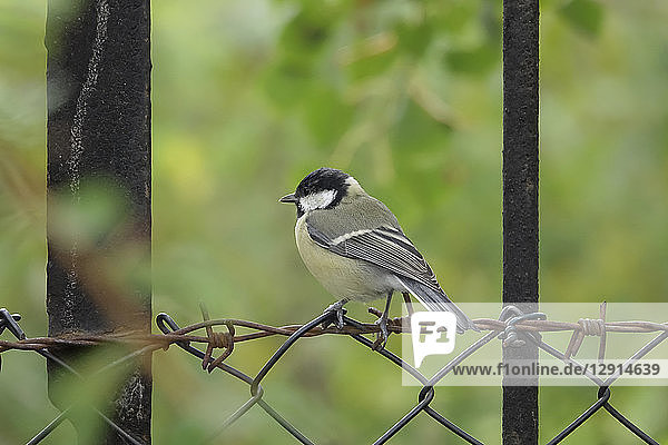 Great tit perching on wire fence