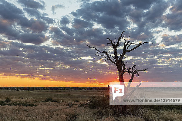 Africa  Botswana  Kgalagadi Transfrontier Park  Mabuasehube Game Reserve  Mabuasehube Pan at sunset